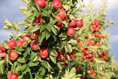 Close-up of red berries growing on tree