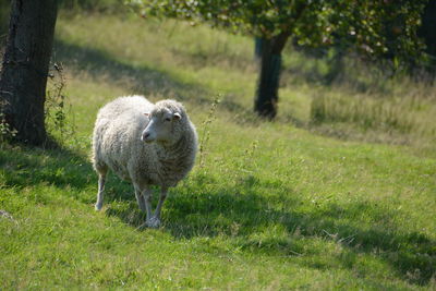 Sheep standing on grassy field