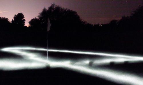 View of trees at night