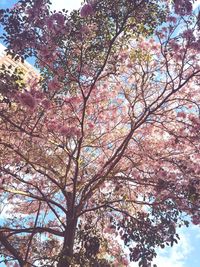 Low angle view of cherry blossom tree