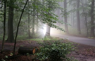 Trees in forest