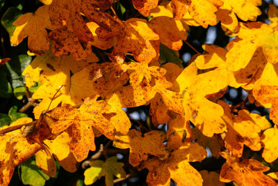 Close-up of maple leaves