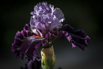 Close-up of purple flowers