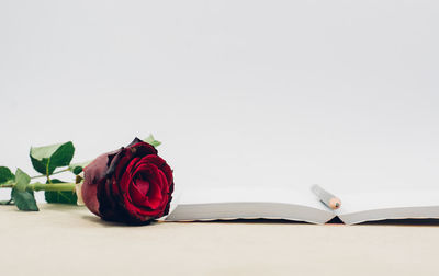 Close-up of rose bouquet against white background