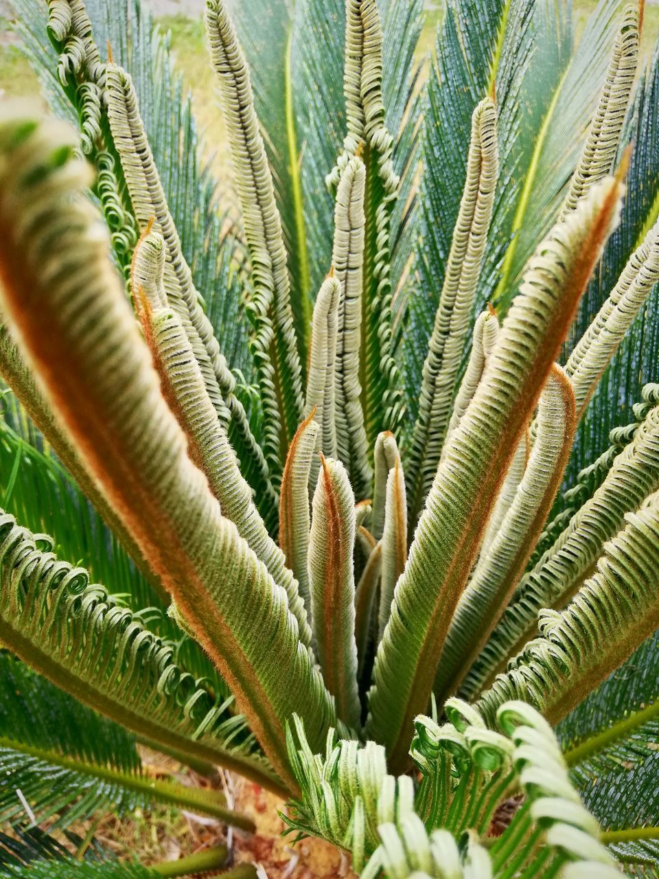 growth, plant, green color, no people, beauty in nature, plant part, leaf, close-up, full frame, nature, succulent plant, day, backgrounds, cactus, tranquility, outdoors, natural pattern, fragility, botany, high angle view, ecosystem