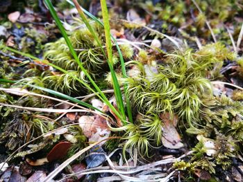 Close-up of plants