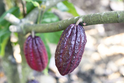 Close-up of fruit growing on tree