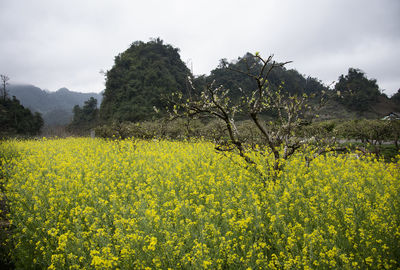 Scenic view of oilseed rape field against sky