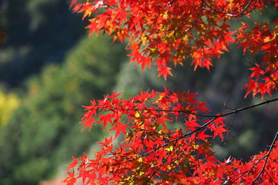 Close-up of red maple leaves on tree