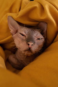 Sphynx cat sleeping in yellow blanket