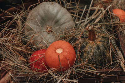 Pumpkings in the hay. autumn decoration. october and november. the time of harvest. thanksgiving