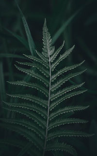 Close-up of fern leaves