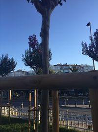 Trees against clear sky