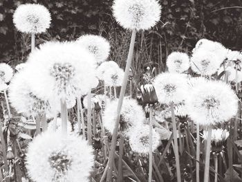 Close-up of white dandelion