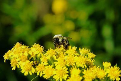 Close-up of bee pollinating on yellow flower