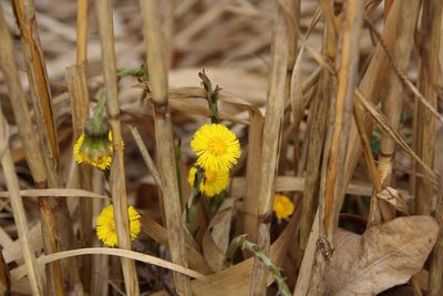 Close-up of insect on yellow flower