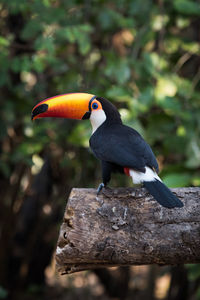 Toucan perching on wood