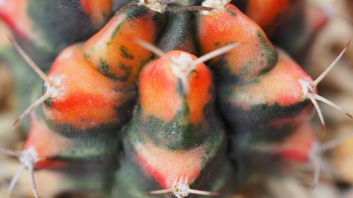 Close-up of fruit