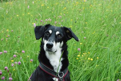 Portrait of dog on field