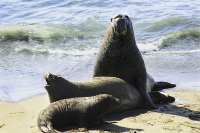 High angle view of sea lion