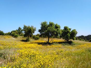 Scenic view of field against clear sky