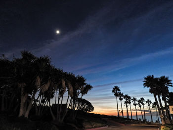 Low angle view of silhouette palm trees against sky at night