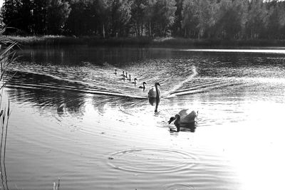 Swans swimming in lake