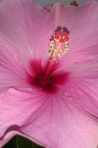 Close-up of pink hibiscus blooming outdoors