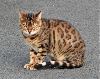 Tabby cat on street