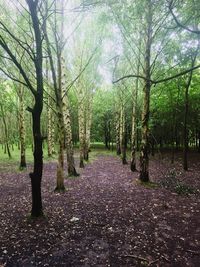 Trees in forest during autumn