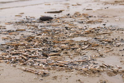 Close-up of sand on beach