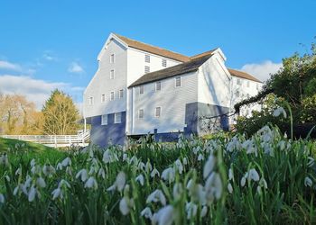 Snowdrops and watermill