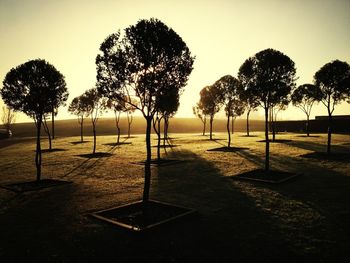 Trees in park