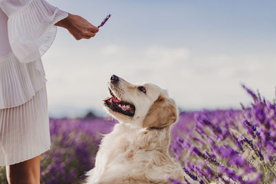 Midsection of woman showing lavender flower to dog