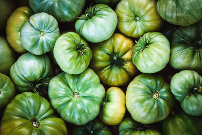 Green tomatoes harvested at organic homestead garden, homegrown veggies food background