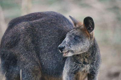 Close-up of a swamp wallaby