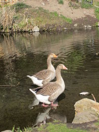 Birds on lake
