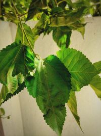 Close-up of fresh green leaves