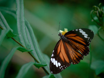 Close-up of butterfly pollinating on flower