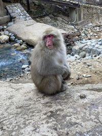 Portrait of a snow monkey sitting on rock