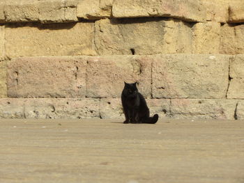 Cat sitting on brick wall