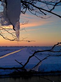 Bare trees against sky at sunset