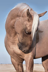 Close-up of horse