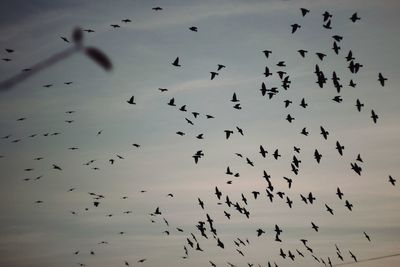 Low angle view of silhouette birds flying against sky during sunset