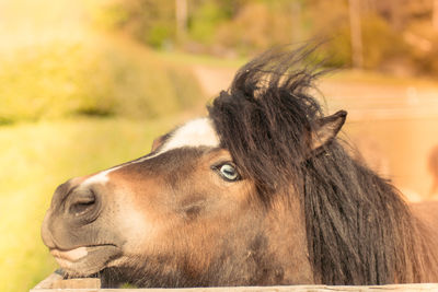 Close-up of a horse looking away