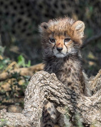 Cheetah male