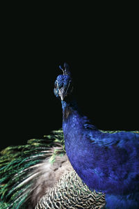 Close-up of peacock against black background