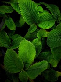 High angle view of green leaves