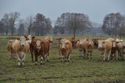 Cows standing in a field