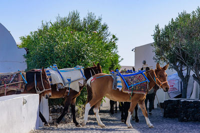 View of horse cart